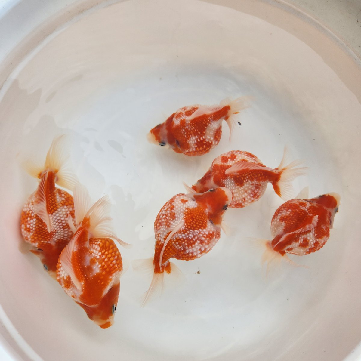 国産 ピンポンパール13㎝± （fujimoto様作） | 金魚・クワカブ専門店