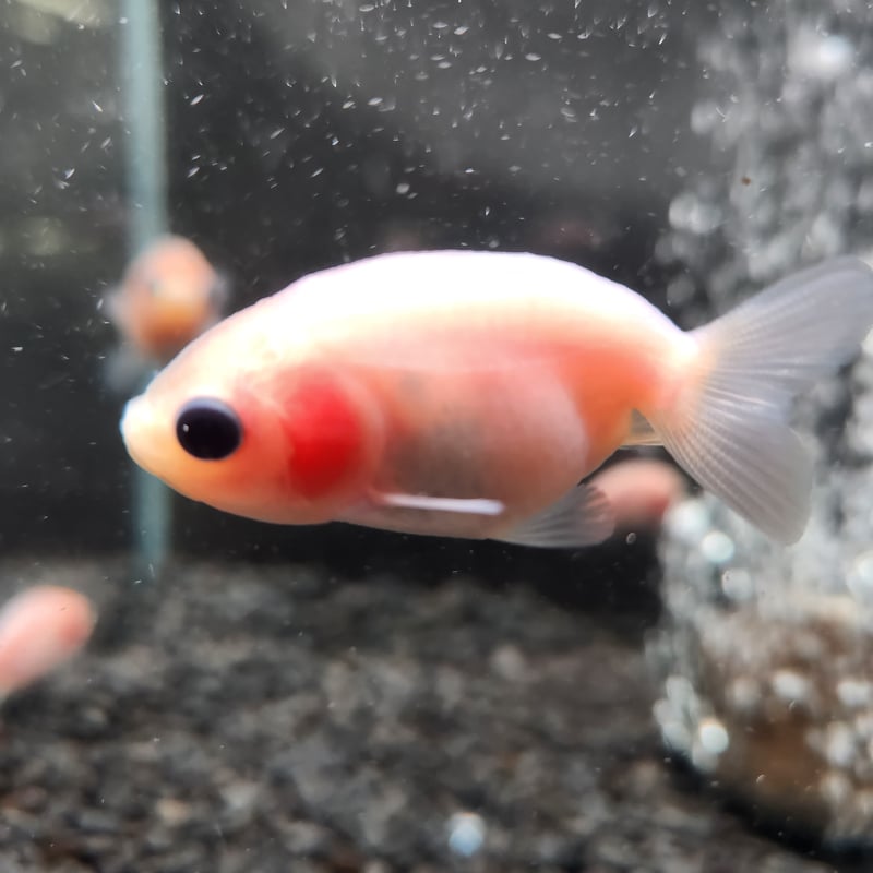国産 シルクらんちゅう6㎝± | 金魚•クワカブ専門店 祭