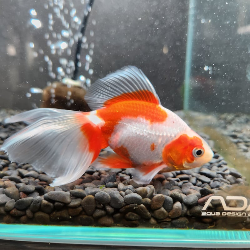 国産 更紗東海錦14㎝± | 金魚・クワカブ専門店 祭-matsuri-