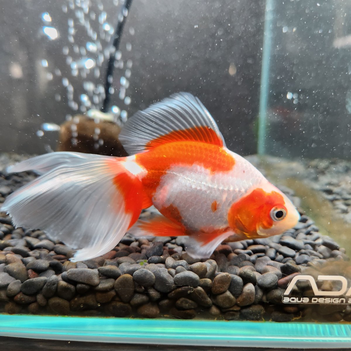 更紗様　　琉球*海花のたね 国産 更紗東海錦14㎝± | 金魚・クワカブ専門店 祭-matsuri-