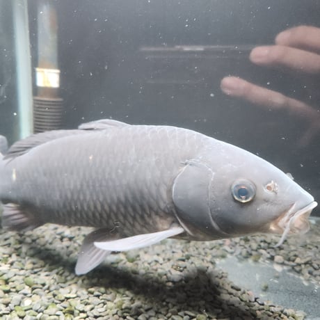 国産　特大！ブラックコメット37㎝± （良福観賞魚産）