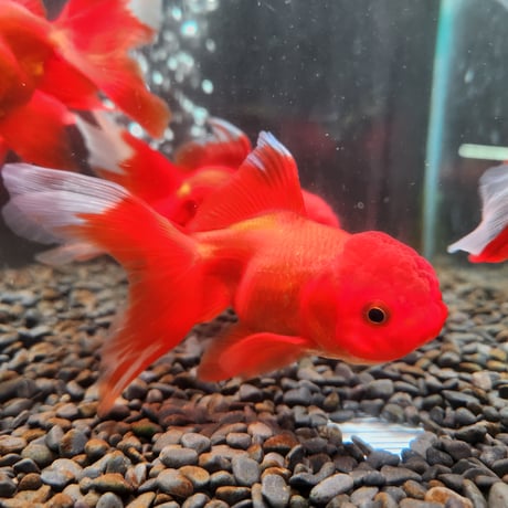 国産　飯田オランダ獅子頭11㎝±