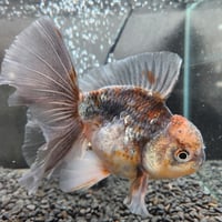 タイ産　ローズテールオランダ16㎝±