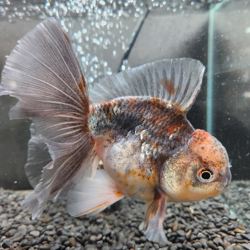 タイ産 ローズテールオランダ16㎝± | 金魚•クワカブ専門店 祭