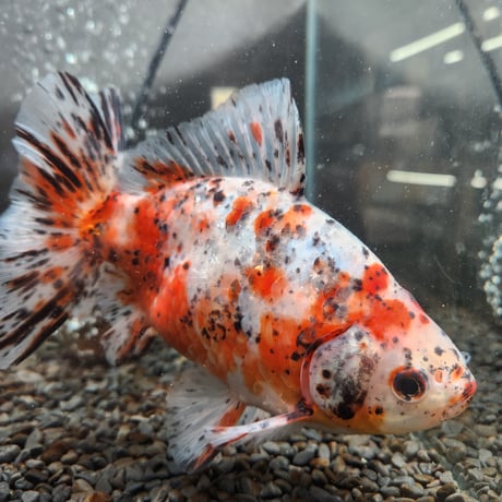国産　江戸地金18㎝±（志村養魚場産）