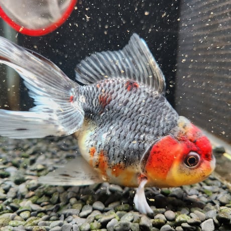 国産　五色東錦14㎝±（志村養魚場産）
