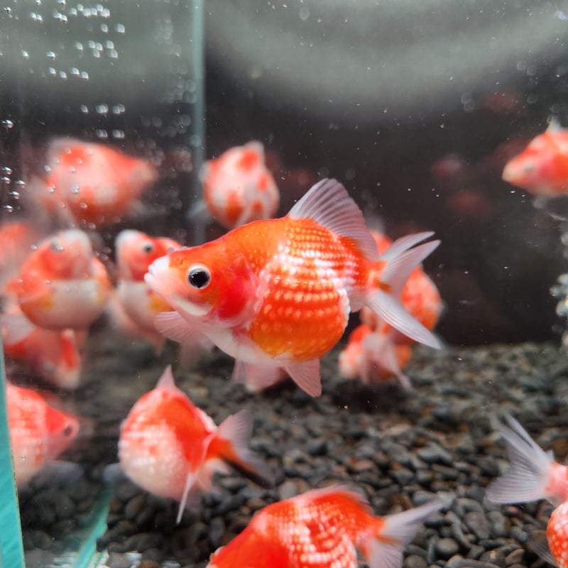 国産 ピンポンパール6～7㎝± （fujimoto様作） | 金魚・クワカブ専門店