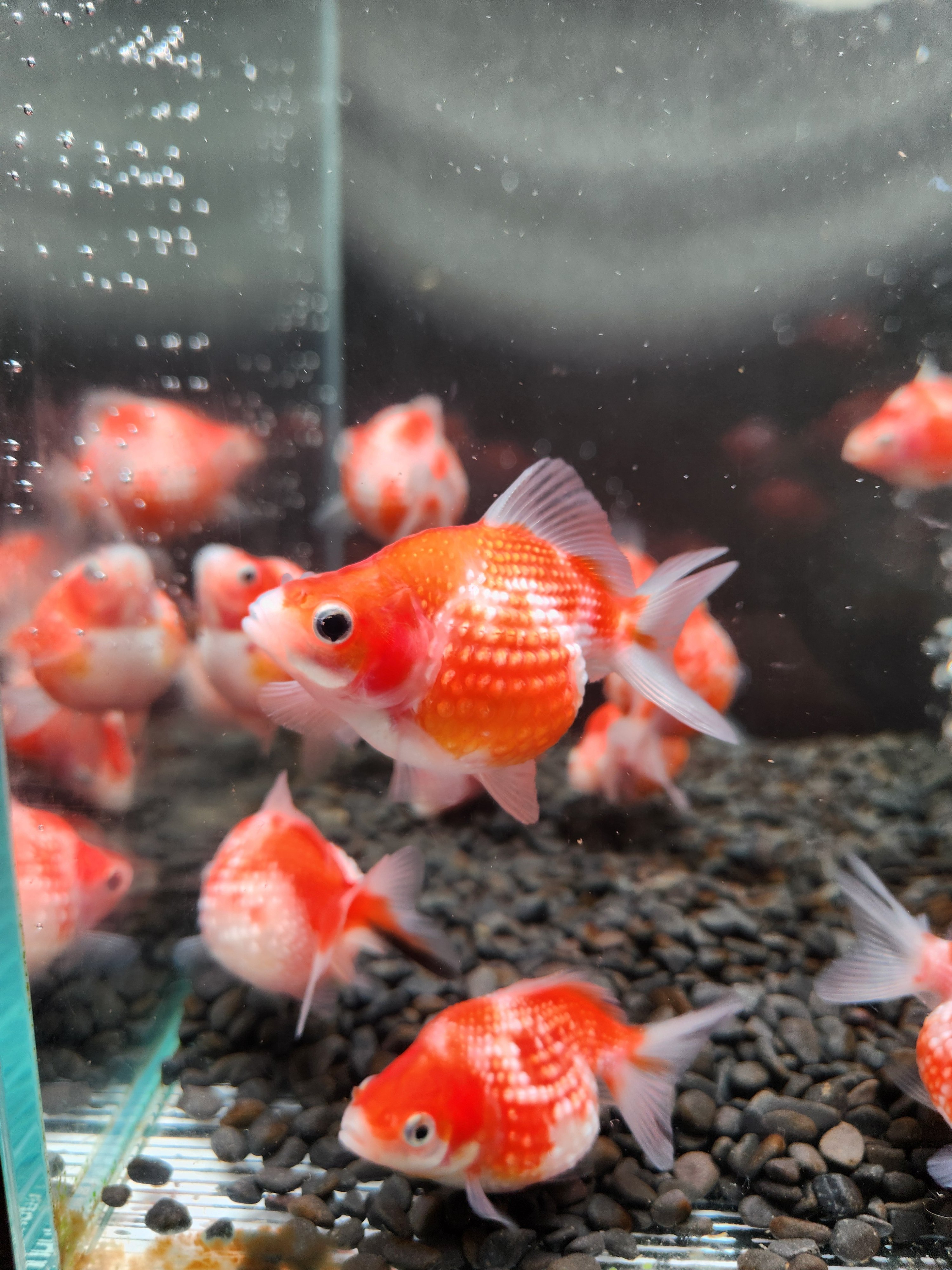 現代美術 提物根付 作家一点物【金魚(ピンポンパール)】 original