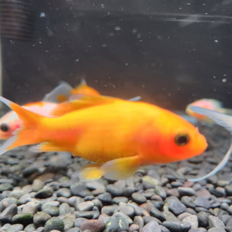 国産　紅葉イエローコメット8㎝±（荻野養魚場産）