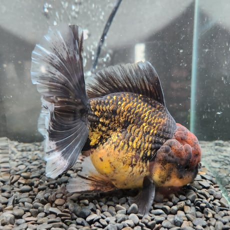タイ産　ローズテールオランダ16㎝±