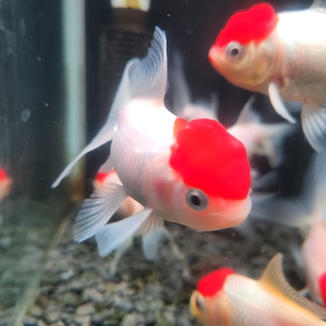 国産　高頭丹頂10㎝±（飯田産）