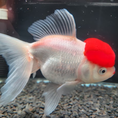 国産　上物飯田高頭丹頂17㎝±