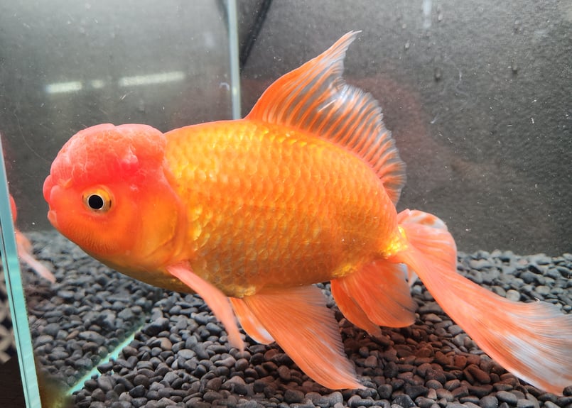 陶器 鉢 オランダ獅子頭 金魚 蟹 小物入れ キャンディポット 楽天市場】（国産金魚）オランダ獅子頭（3匹） : charm 楽天市場店