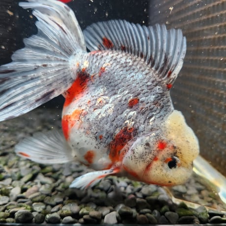 国産　五色東錦14㎝±（志村養魚場産）