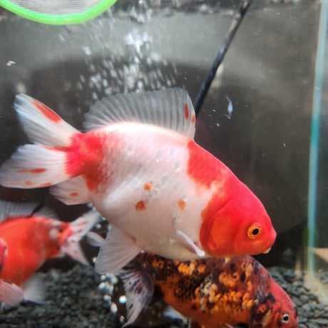 国産　上物隼人錦14㎝±
