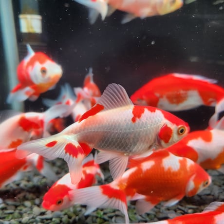 国産　ミロク和金9～14㎝±【良福観賞魚産】