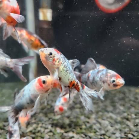 国産　銀鱗・墨朱文金8㎝± （長尾養魚場産）