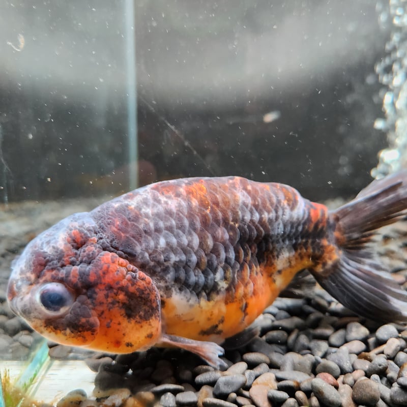 国産 五色江戸錦14㎝± （志村養魚場産） | 金魚•クワカブ専門店 祭