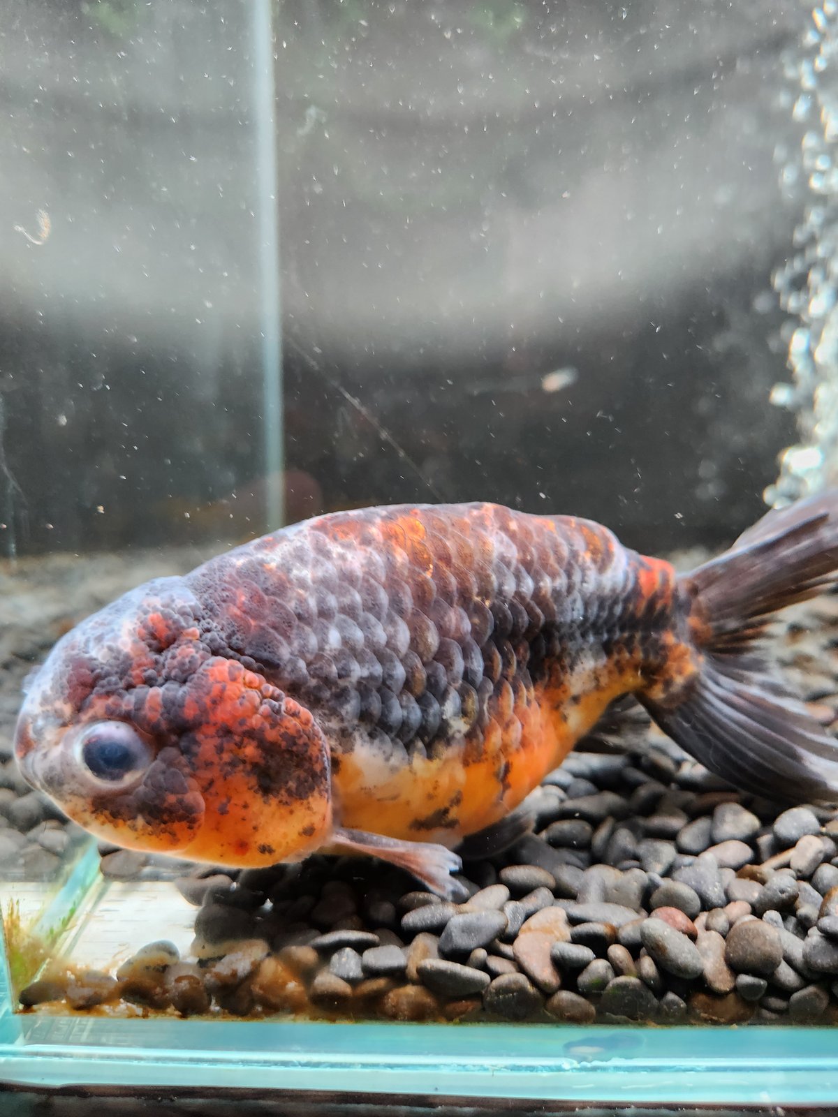 国産 五色江戸錦14㎝± （志村養魚場産） | 金魚•クワカブ専門店 祭