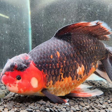 国産　上物変わりジャンボ獅子頭31㎝±