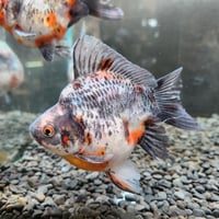 国産　上物キャリコ墨玉サバ11㎝±（藤だるま産）