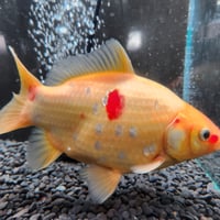 国産 　上物ミロ玉18㎝± （良福観賞魚産）