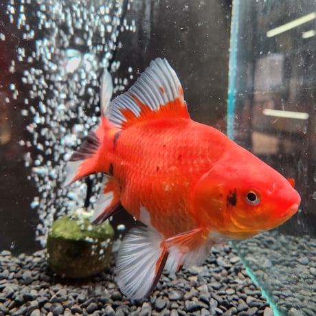 国産 　ミロ玉18㎝± （良福観賞魚産）