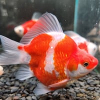 国産　更紗玉サバ12㎝±①（藤だるま産）