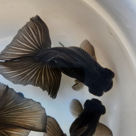 国産　黒蝶尾10～12㎝±