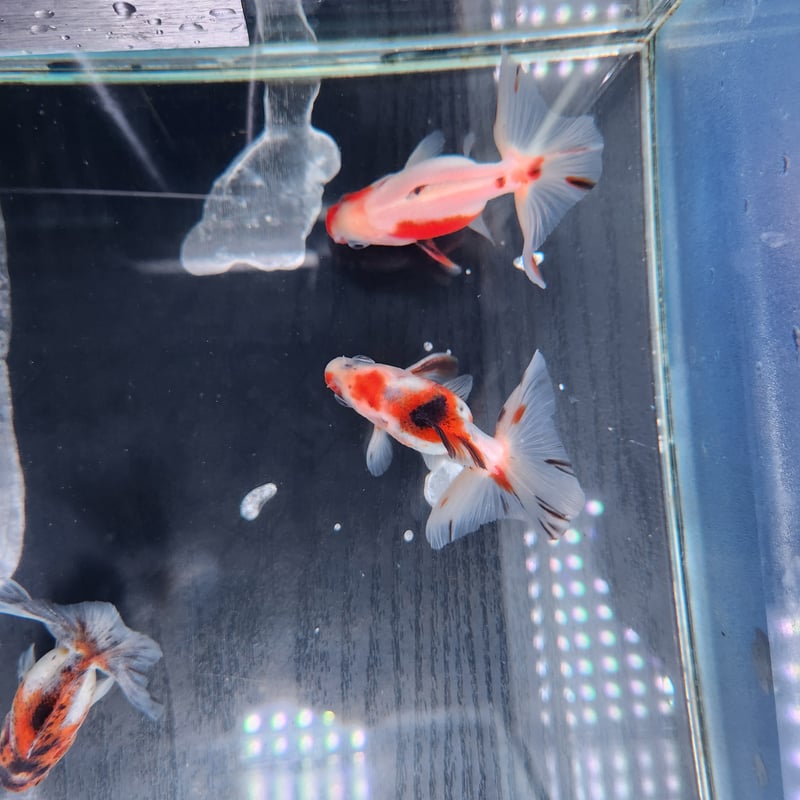 金魚　様 国産 キャリコ土佐金8㎝±（向坂産） | 金魚・クワカブ専門店 祭