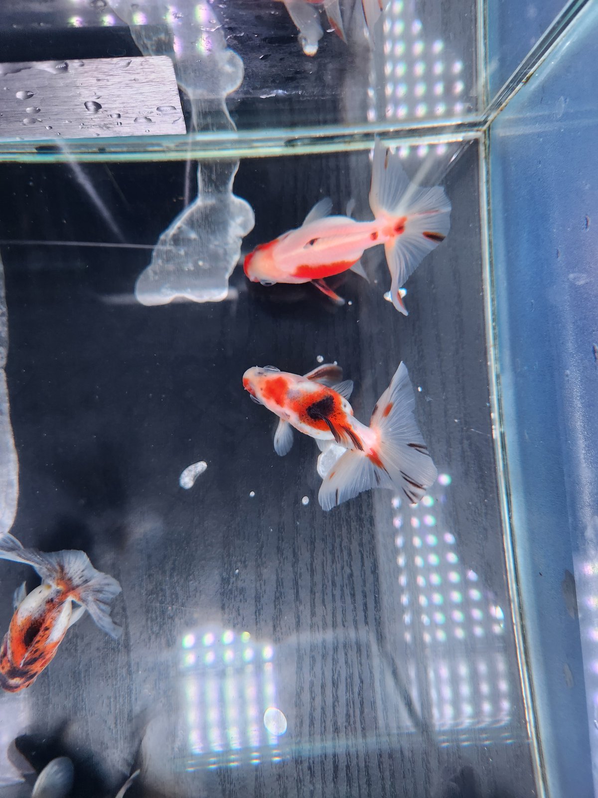 ♦︎ OGAWA / 湿地帯と金魚 Amazon.co.jp: 水族館 ガラス魚水槽リビングルームオフィス
