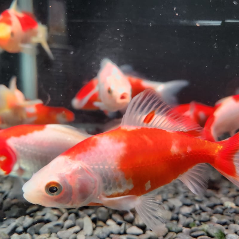 国産 ミロク和金9～12㎝±【良福観賞魚産】 | 金魚•クワカブ専門店 祭