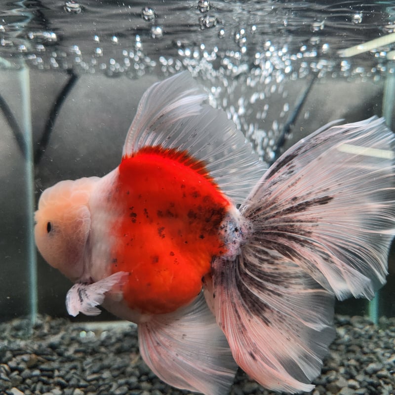 タイ産 ローズテールオランダ16㎝± | 金魚•クワカブ専門店 祭