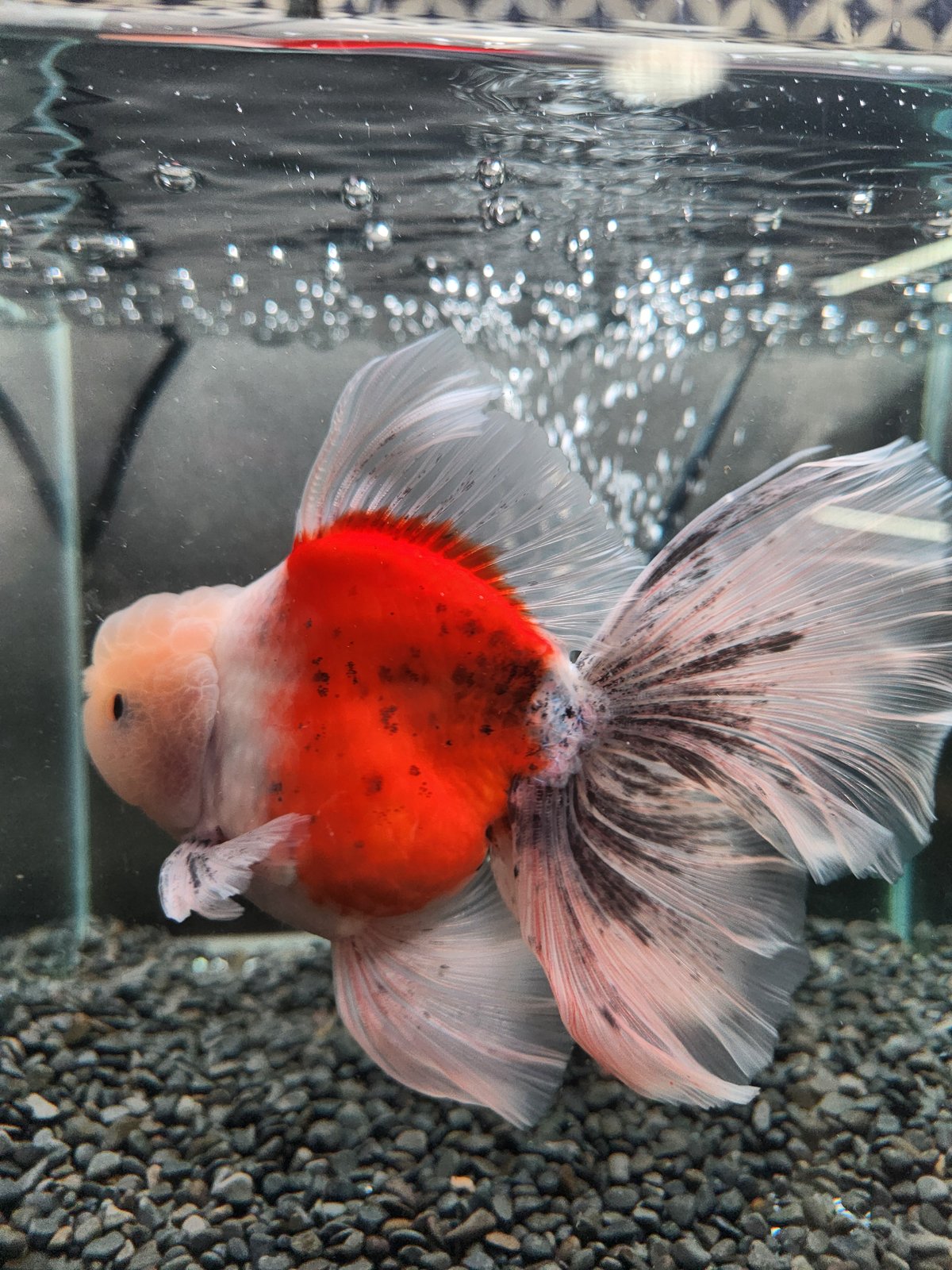 タイ産 ローズテールオランダ16㎝± | 金魚•クワカブ専門店 祭