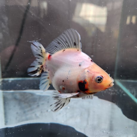 国産　キャリコ玉サバ12㎝±
