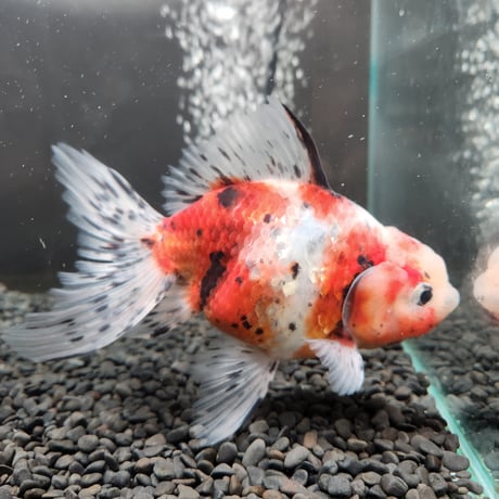 国産　上物東錦17㎝± （志村養魚場産）