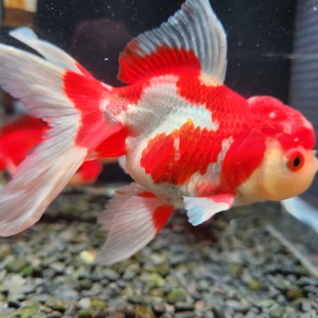 国産　飯田オランダ獅子頭13㎝±