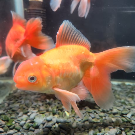 国産　ドラゴンスケールジャンボ獅子頭15㎝±