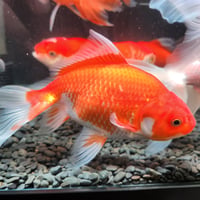 金魚 ドラゴンスケール玉サバ 大 1匹 メダカ 水槽 水草 ビオトープ 国産 ドラゴンスケール玉サバ6㎝± （吉野養魚場産） | 金魚•クワカブ