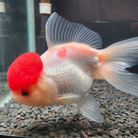 国産　上物飯田高頭丹頂17㎝±