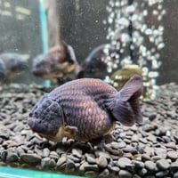 中国産　黒らんちゅう9㎝±