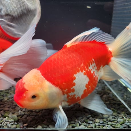 国産　上物ジャンボ獅子頭24㎝±