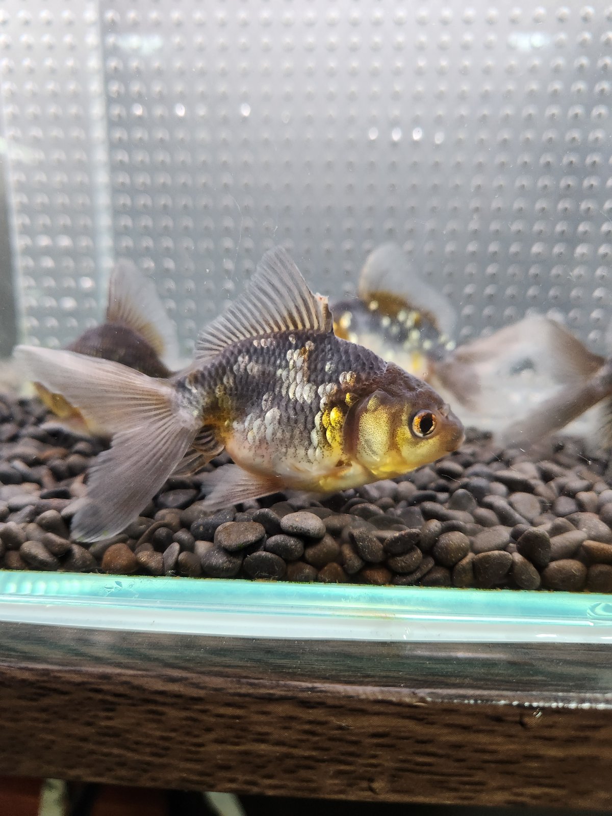 国産 五色東錦9㎝± （志村養魚場産） | 金魚・クワカブ専門店 祭-matsuri-