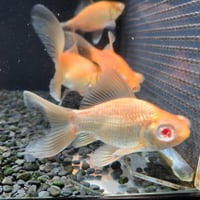 国産　アルビノ柳出目12～15㎝±