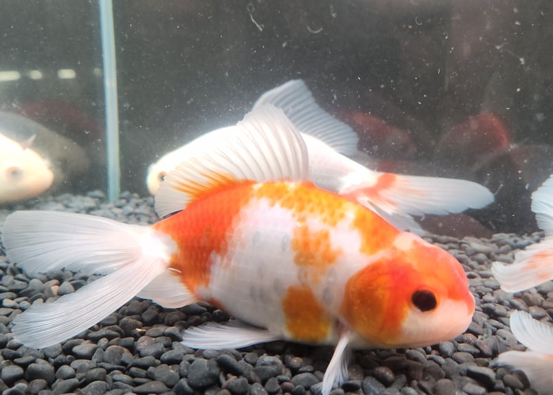 獅子頭 新製品樹脂製 宇津獅子頭8寸