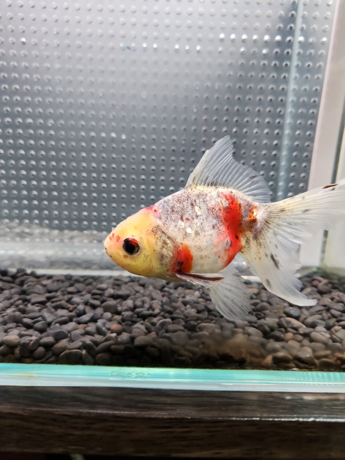 国産 五色東錦13㎝± （志村養魚場産） | 金魚・クワカブ専門店