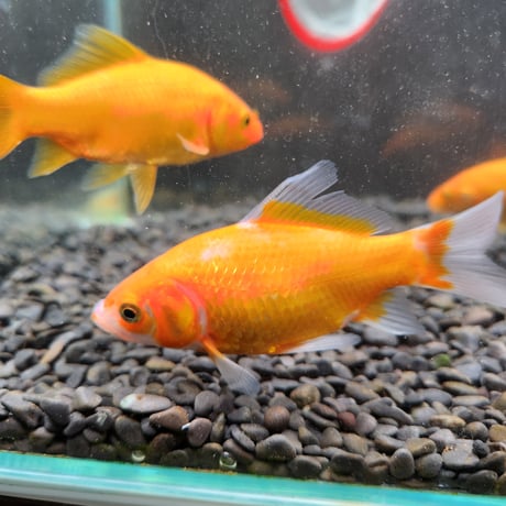 国産　イエローコメット10㎝±【荻野養魚場産】
