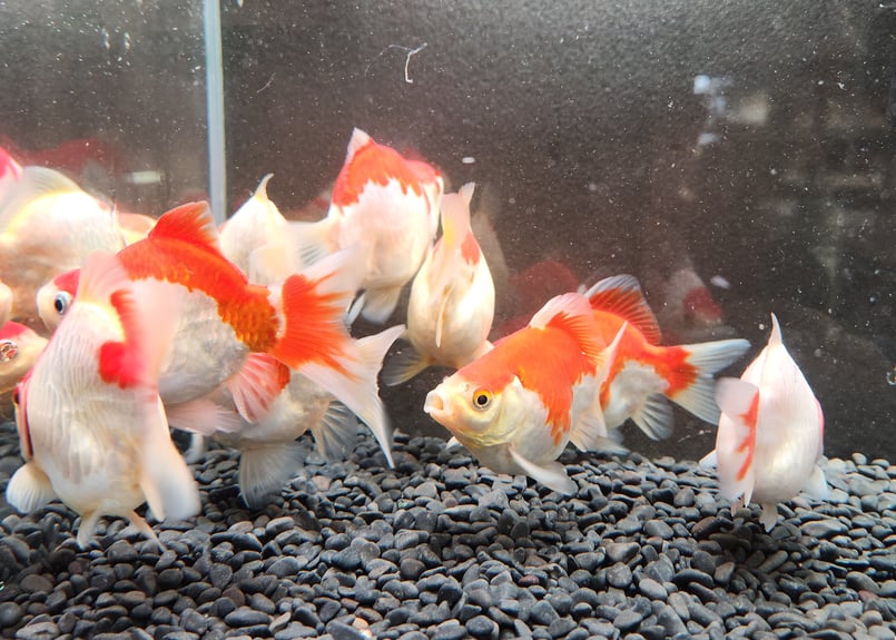 国産 ドラゴンスケール更紗玉サバ9～10㎝± | 金魚・クワカブ専門