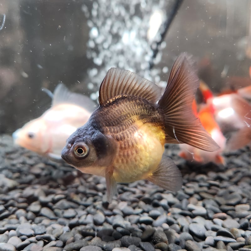 国産 ハーフムーンオランダ7㎝± | 金魚•クワカブ専門店 祭