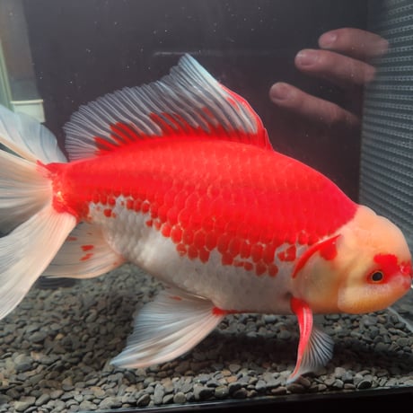 国産　上物ジャンボ獅子頭31㎝±